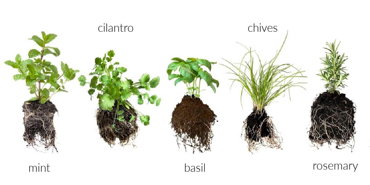 herbs with roots