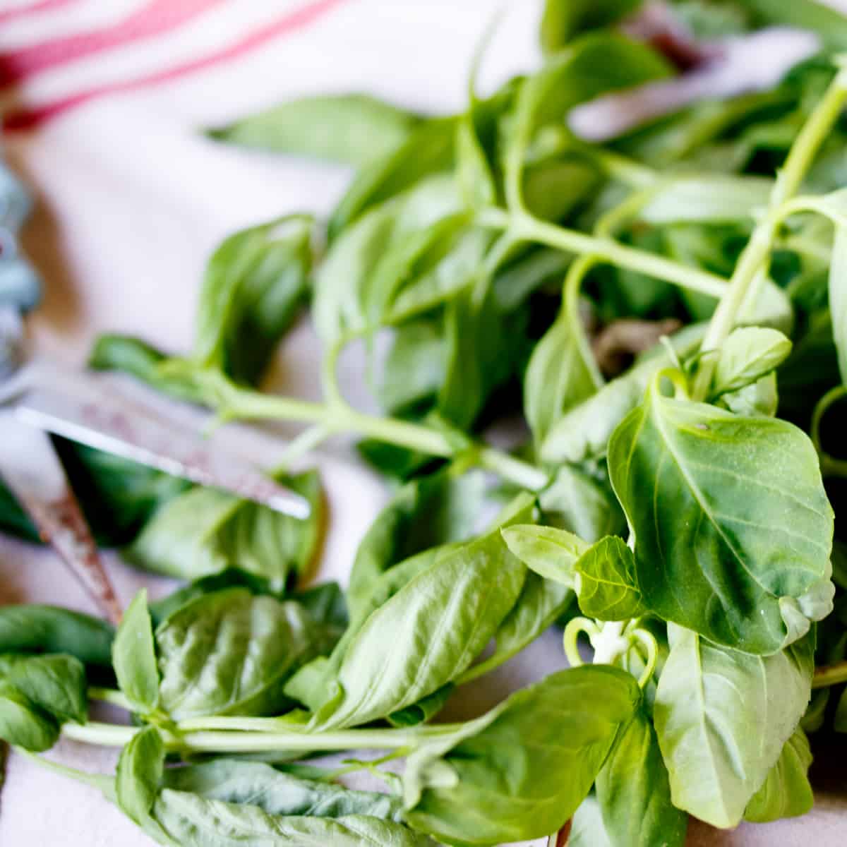 fresh cut basil on dish towel.