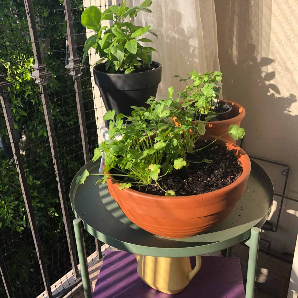Cilantro and basil growing in pots on green table.