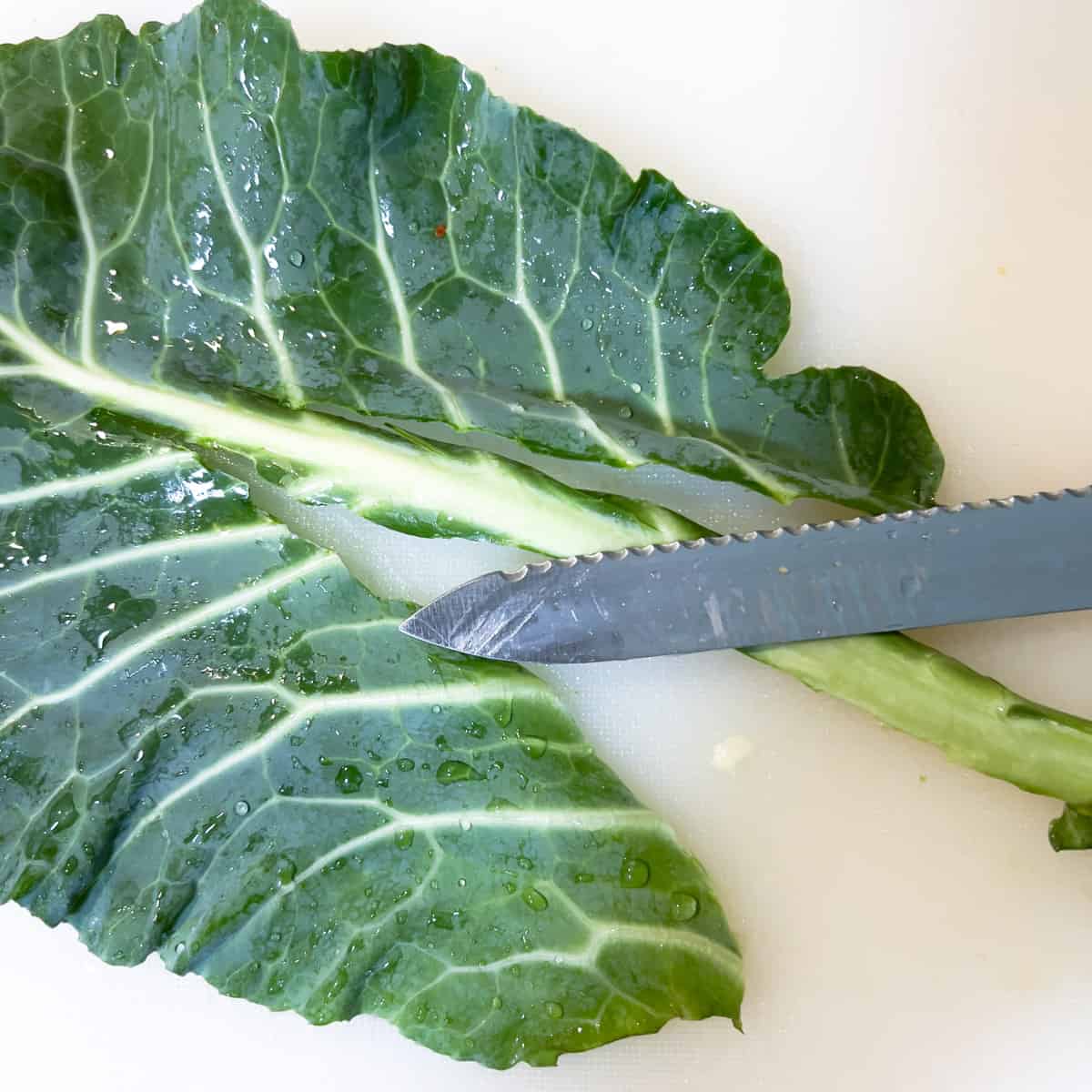 Collard Green leaf with stem partially cut away from leaf.
