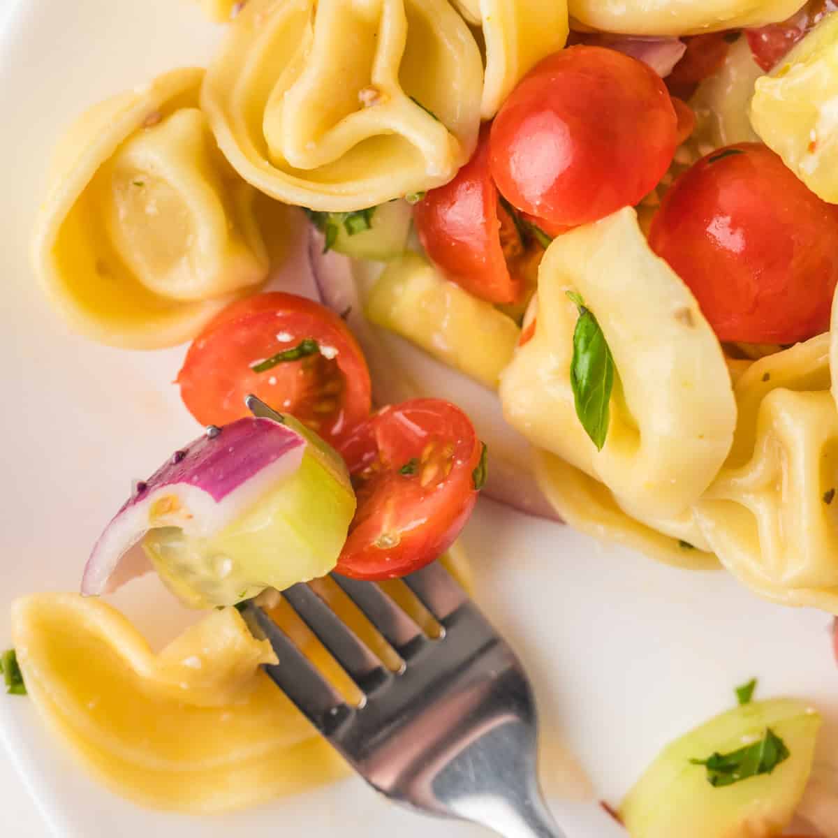 Close-up of a pasta salad with tortellini, cherry tomatoes, cucumber, red onion, and herbs, with a fork holding some of the ingredients.